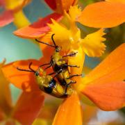 Insect Beetle on Crucifix Orchid-210924-65806 - Donald Gould