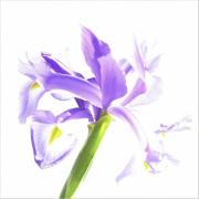 Iris - Margaret Frankish