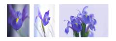 Iris Triptych - Maureen Rogers
