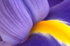 Iris detail - Maureen Rogers