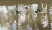 J-Gundagai-ducks - Dawn Zandstra