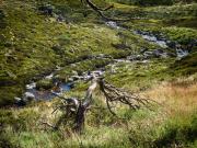 JaniceG3 S-Snowgum Snaking Stream - Janice Gursanscky