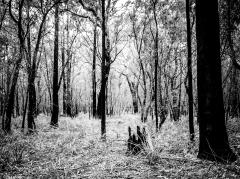 Jervis Bay National Park - Judy Warburton