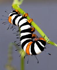 Joseph's Coat Caterpillar - Heather Miles