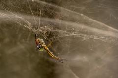 Just hanging around - Strat Mairs