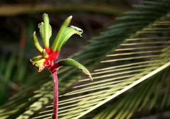 Kangaroo Paw - Jenny Turtle