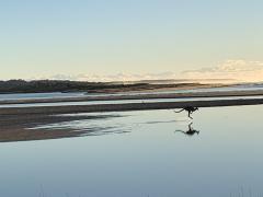 Kangaroo across the landscape - Jan Newland