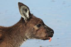 Kangaroo at waterhole - Kay Hill