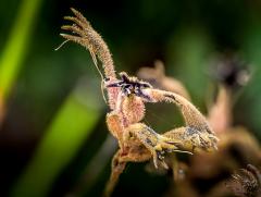 Kangaroo paw in flight - Strat Mairs