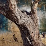 Kangaroos - Tim Collisbird