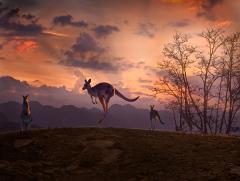 Kangaroos at sunset - Hemant Kogekar