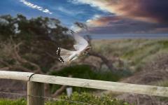 Kestrel in flight - Bruce Wilson