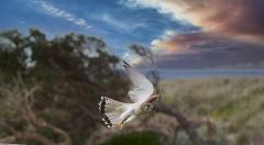 Kestrel in flight - Bruce Wilson