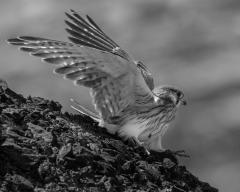 Kestrel landed - Fujiko Watt