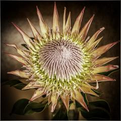 King _Protea - Ray Seaver