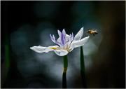 King bee DSC 6839 with border small - ... ...