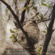 Koala  - Tim Collisbird