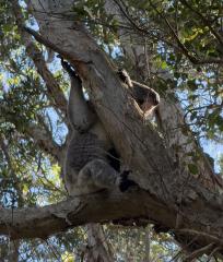 Koala 2025 - Alan Sutton