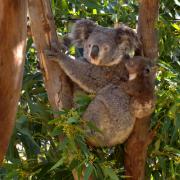 Koala Collisbird - Tim Collisbird