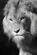 LION KING M-gigapixel-hq-scale-2 00x - ... ...