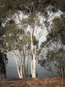 Lake Windermere Gums - Alison Seccombe