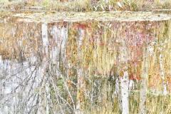 Lake reflections - Jan Glover