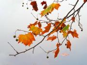 Last autumn leaves - Maureen Rogers