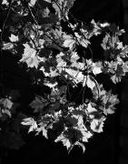 Leaves - Shane Clarkson