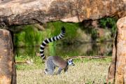 Lemur - Leigh Hall