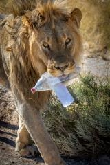 Leo the Litter Lion - Leigh Hall