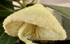 Lepiota lutea - Jennifer Gordon