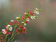 Leptospermum - Heather Miles