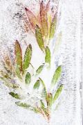 Leucadendron Water Ice - Gail MacDiarmid