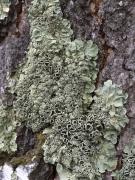 Lichen - Maureen Rogers