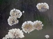 Lichen Clouds - Guy Machan