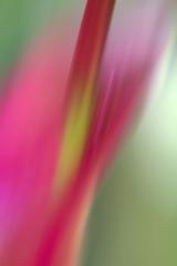 Lily blur - Maureen Rogers