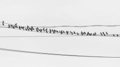 Lined_up_Starlings - Fujiko Watt