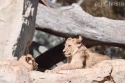 Lion Family - Christo van Rensburg