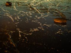Liquid Gold - David Radcliff