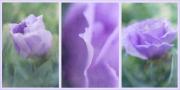 Lisianthus-triptych - ... ...