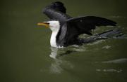 Little-Pied-Cormorant - Louise Scambler
