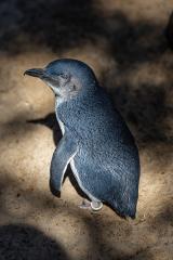 Little Penguin - Nigel Streatfield