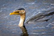 Little grebe - Leigh Hall