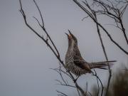 Little wattlebird - Heather Miles