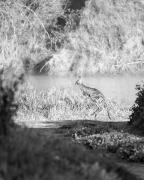 Local-fauna - Janice Gursanscky