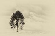 Lone-tree-at-Mt-Annan - ... ...