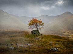 Lone Rowan tree - Hemant Kogekar