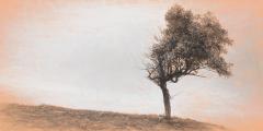 Lone Tree - Elaine Seaver