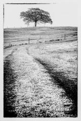 Lone tree - Jennifer Gordon