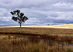 Lone tree - Beryl Jenkins